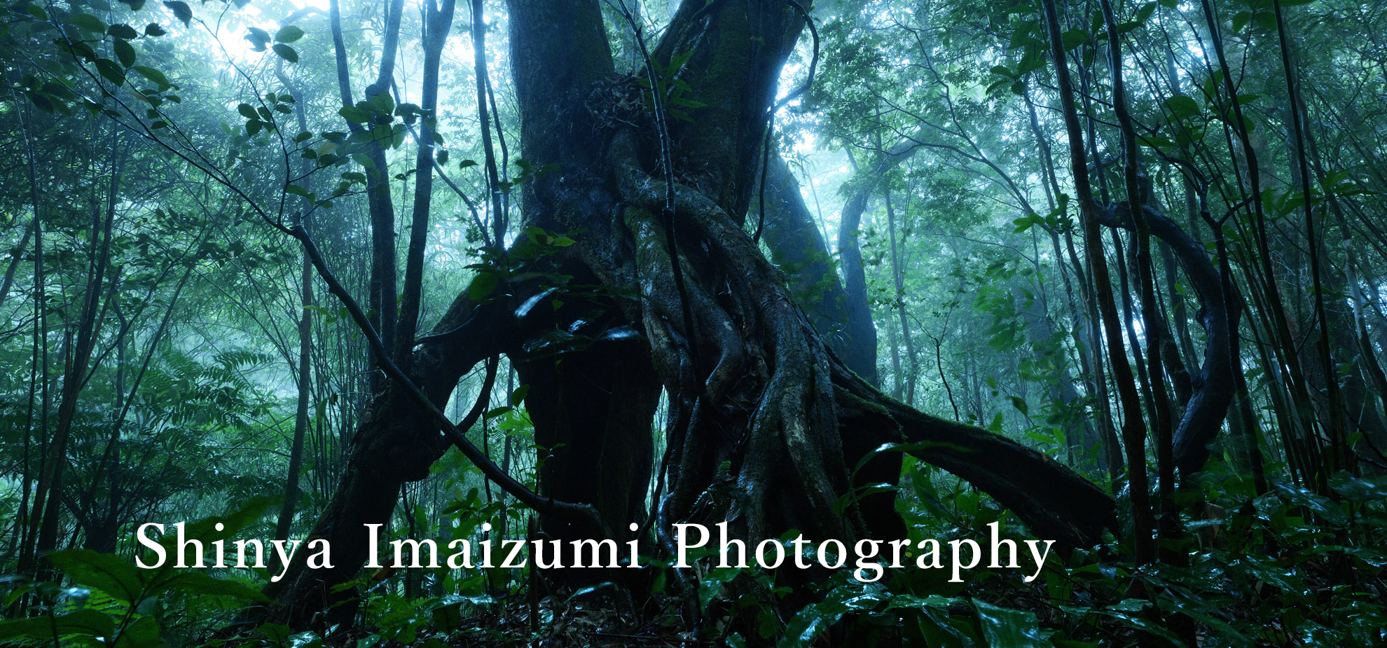 沖縄の写真家_今泉真也_世界遺産やんばる国立公園_雲霧林の樹pc用 中央左寄り文字入り 沖縄の写真家_今泉真也_世界遺産やんばる国立公園_雲霧林の樹pc用 中央左寄り文字入り